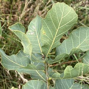 藍灰櫟