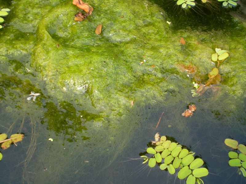 草原水綿 草原水綿