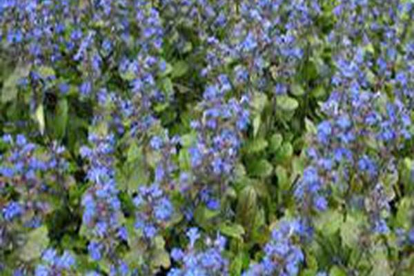 Ajuga reptans Ajuga reptans