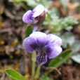 西藏堇菜 西藏堇菜