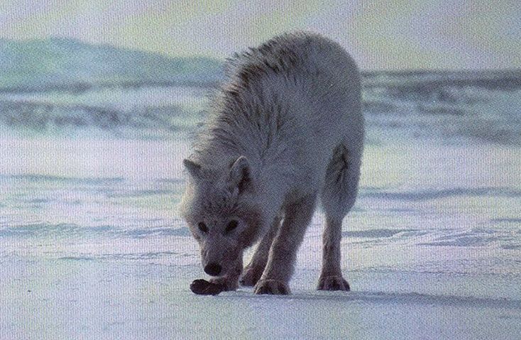 格陵蘭狼