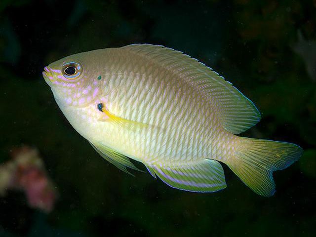 安邦雀鯛 安邦雀鯛