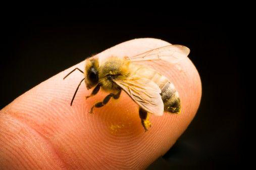 蜜蜂告警信息素