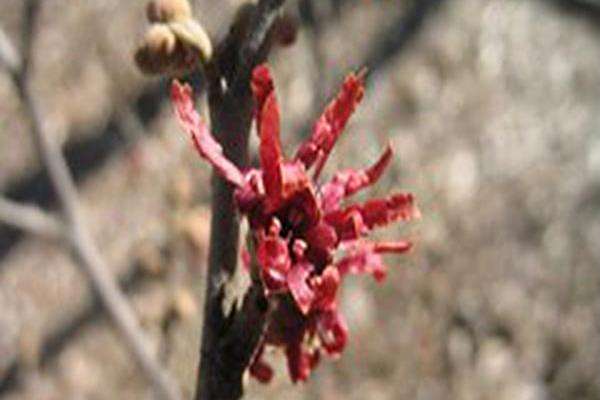 Hamamelis \x27Amethyst\x27