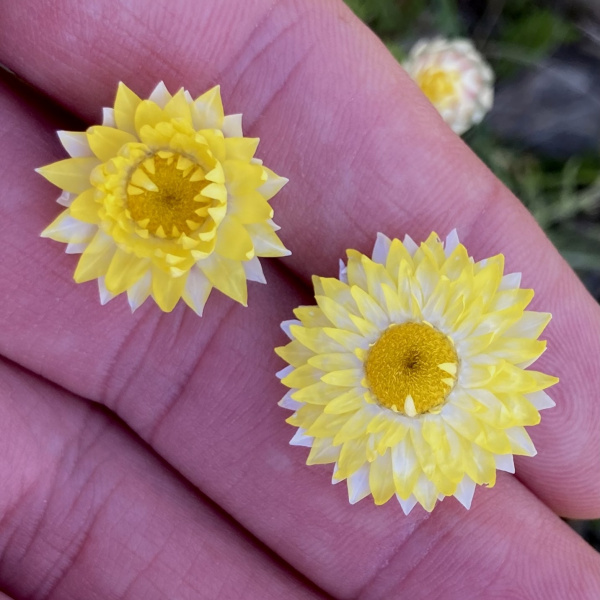 Leucochrysum albicans
