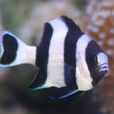 黑尾宅泥魚 黑尾宅泥魚