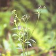 消山虎 消山虎