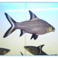 銀鯊(銀鯊魚) 銀鯊(銀鯊魚)