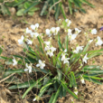 白花地丁(箭頭草) 白花地丁(箭頭草)