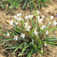 白花地丁(箭頭草)