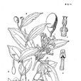 平托桂 平托桂