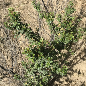 Schinus microphylla
