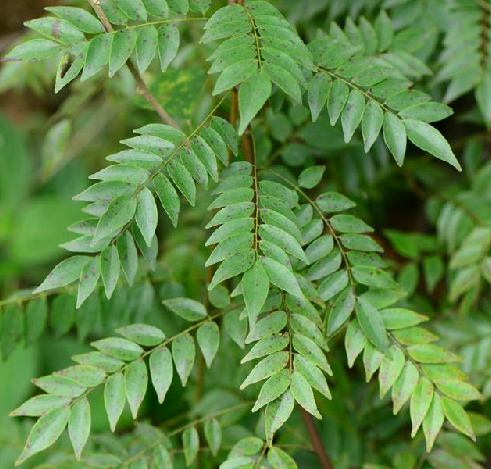 荔枝藤(牛栓藤科植物小葉紅葉藤被子植物門) 荔枝藤(牛栓藤科植物小葉紅葉藤被子植物門)
