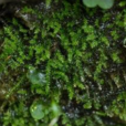 細葉裂齒蘚