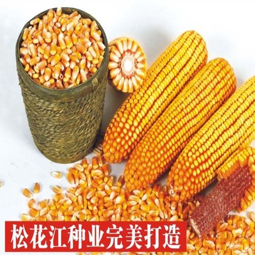 松玉108 松玉108