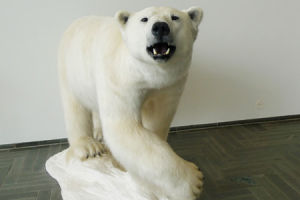 挪威極地研究所的“問題北極熊”