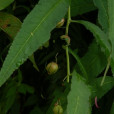 山紫錘草 山紫錘草