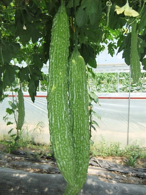 閩研2號 閩研2號