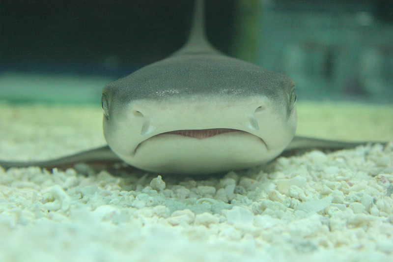 亮點水族館