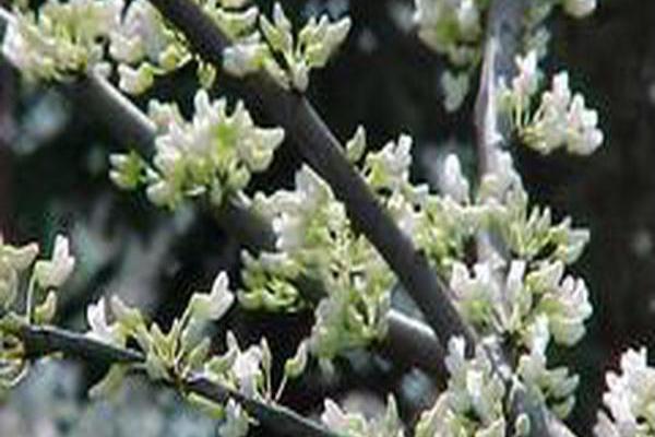Cercis canadensis f. alba Cercis canadensis f. alba
