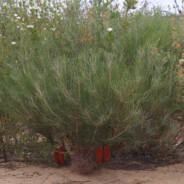 Banksia leptophylla