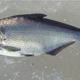 條鰶 條鰶