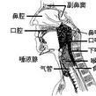 頭頸癌