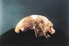 距今十萬年的粵北“馬壩人”頭骨化石