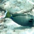 坦氏刺尾魚 坦氏刺尾魚