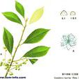 黃牛奶樹 黃牛奶樹