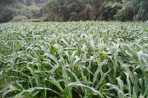 墨西哥玉米草
