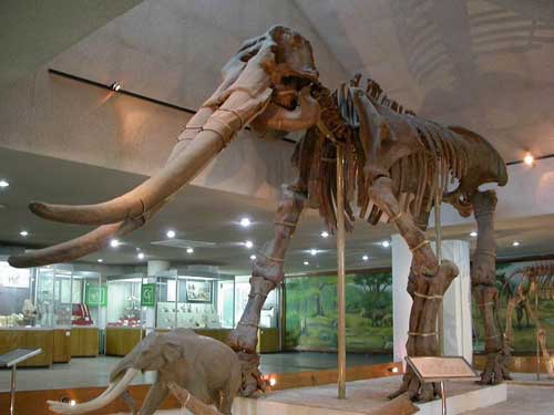 黃河古象化石骨架及其復原模型