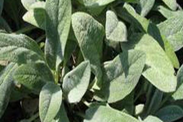 Stachys byzantina \x27Cotton Boll\x27 Stachys byzantina \x27Cotton Boll\x27