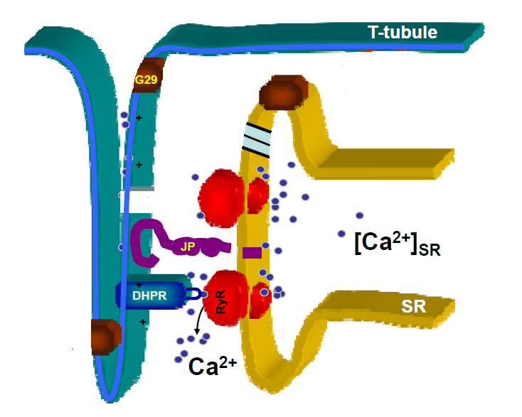 肌細胞T管結構示意圖。