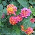狗屎花(狗屎花) 狗屎花(狗屎花)