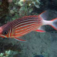 黑鰭棘鱗魚 黑鰭棘鱗魚