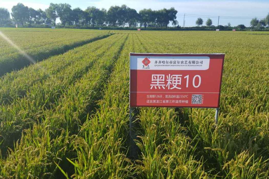 黑粳10號 黑粳10號