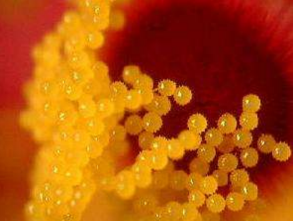 花粉母細胞