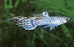 頂劍尾孔雀魚