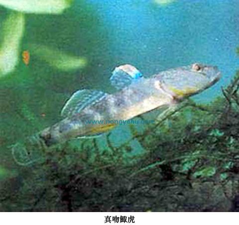 真吻鯫虎 真吻鯫虎