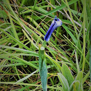 Mastigostyla herrerae
