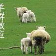 羊群效應