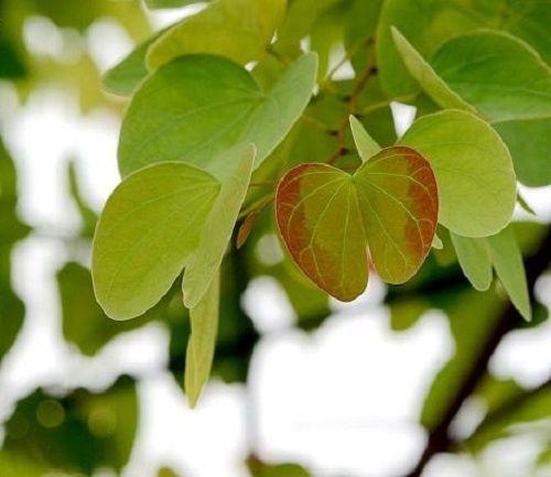 蝴蝶草根(中藥材) 蝴蝶草根(中藥材)