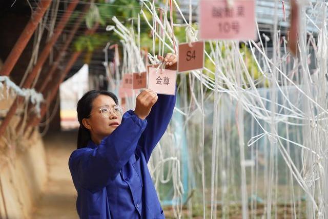 張莎莎(河北省肅寧縣綠苑蔬菜專業合作社負責人) 張莎莎(河北省肅寧縣綠苑蔬菜專業合作社負責人)