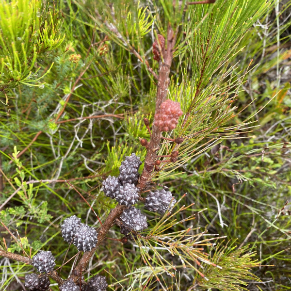 Allocasuarina thalassoscopica