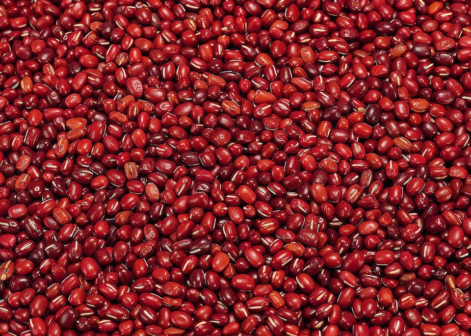 海門大紅袍赤豆種子
