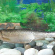 程海白魚 程海白魚