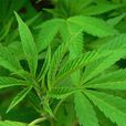 印度大麻 印度大麻