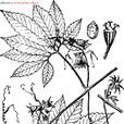 錐形果 錐形果