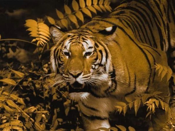 說好的偽裝色，為什麼老虎卻長成了亮眼的金黃色?